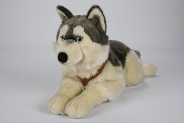 Plüsch Husky mit Geschirr groß 62cm